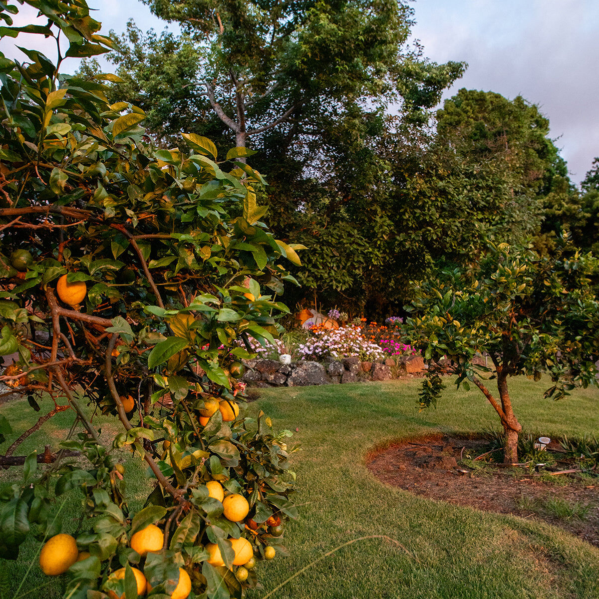 Fruit trees in the gallery garden