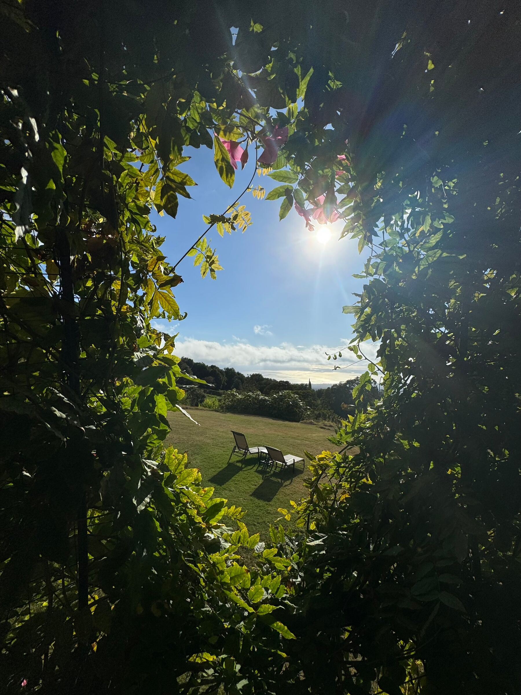 The garden window, looking out over Upcountry
