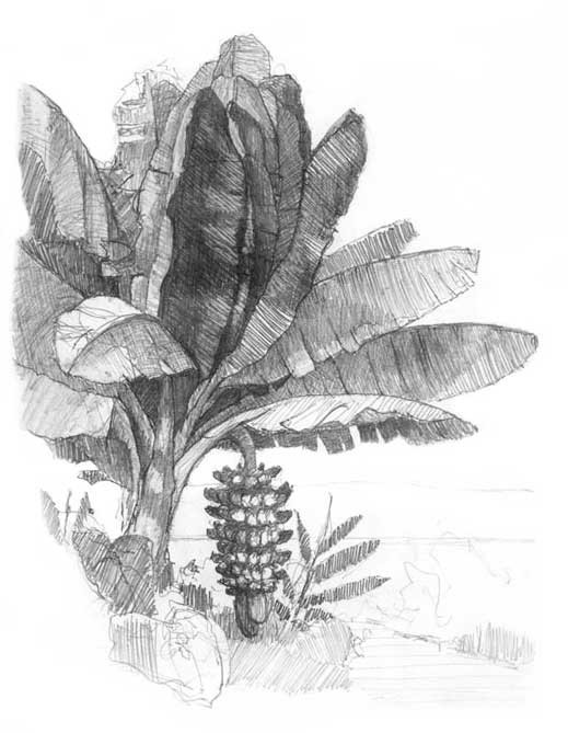 Pencil sketch of a banana plant, a bunch of bananas hanging beneath its broad leaves