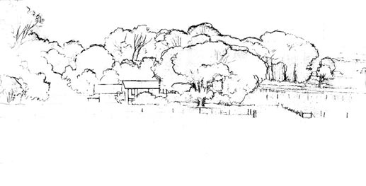 Pencil sketch of Hanamu Dusk: the house, the jacaranda and the eucalyptus row