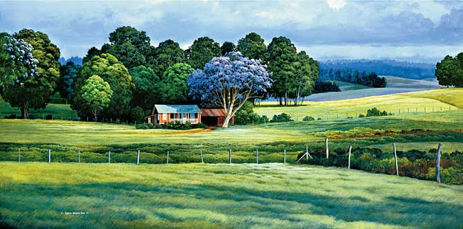 Jacaranda Season