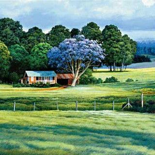 Jacaranda Season