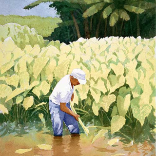 Kanoa's Taro