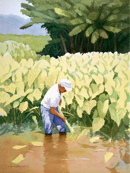 Kanoa's Taro