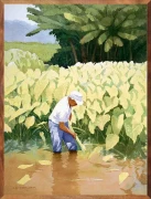 Kanoa's Taro