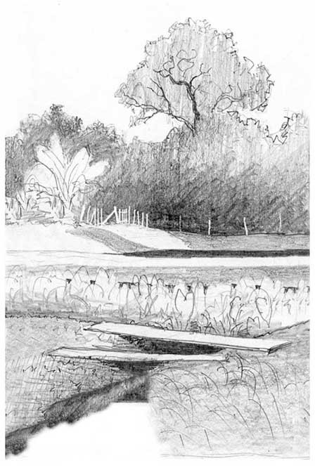 Pencil sketch of a taro patch crossed by a plank bridge, with banana plants and a tall tree behind