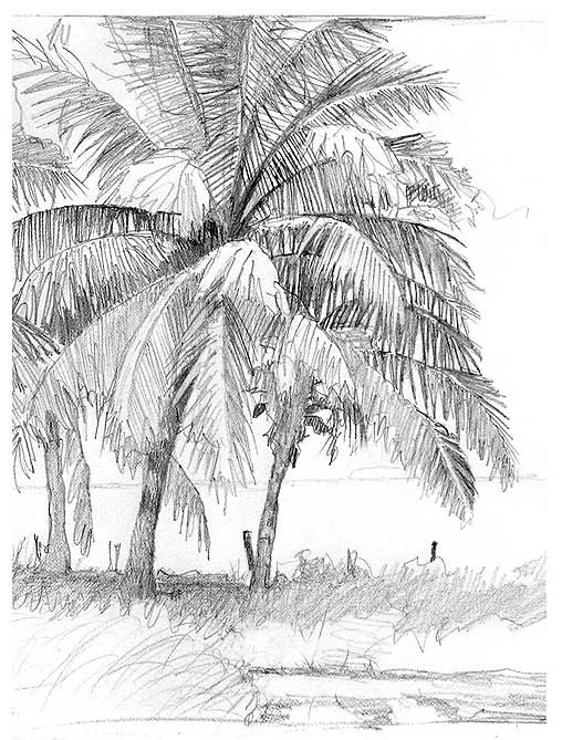 Pencil sketch of coconut palms leaning over a fence line