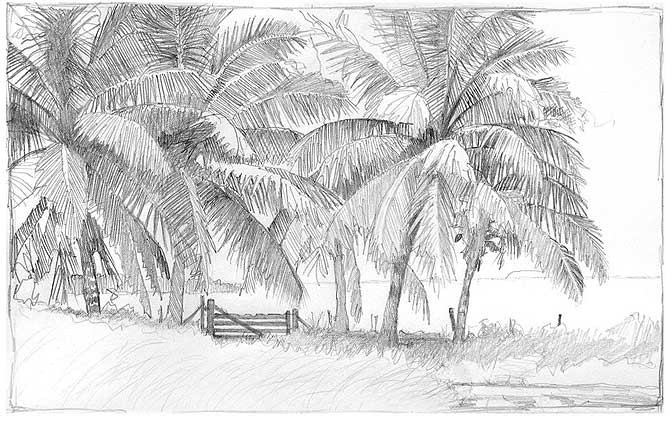 Pencil sketch of a grove of coconut palms behind a fence and gate