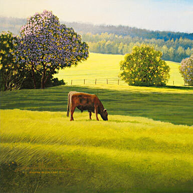 A cow grazing an upland pasture by a jacaranda, from Summer on Haleakala
